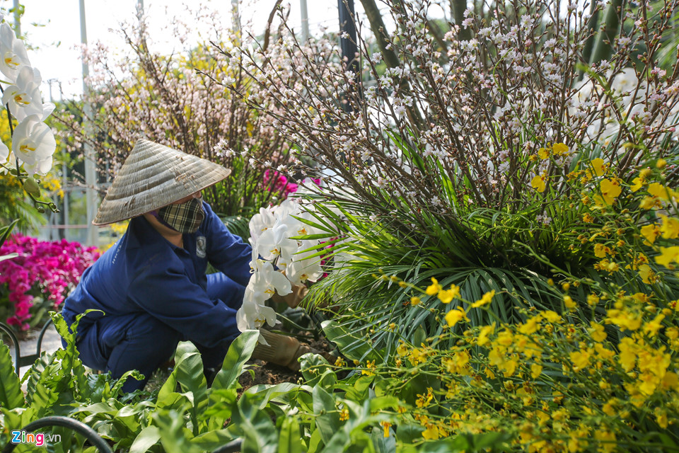 Hoa anh đào được bảo quản lạnh 10 độ C chờ ngày hội